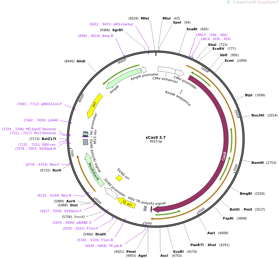 xCas9 3.7质粒图谱